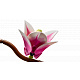 LEGO® Botanicals 11510 Crengu?e de magnolie