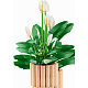 LEGO® Botanicals 11504 Crinul păcii
