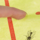 Capcană adezivă pentru insecte 10 m Repest 19052