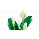 LEGO® Botanicals 11504 Crinul păcii